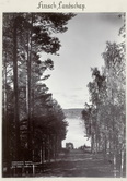 Финский пейзаж возле Пункахарью