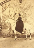 Цесаревна Мария Федоровна в амазонке (конный портрет). 1870-е