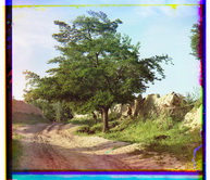 Самаркандская область. Самарканд. Тутовое дерево.