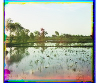 Самаркандская область. Самарканд. Рисовое поле.