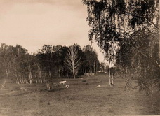 Вид на лес и поляну с пасущимися лошадьми за парком Шереметевых